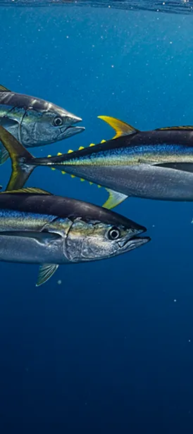 Pêche